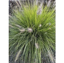 Trávnička v záhrade