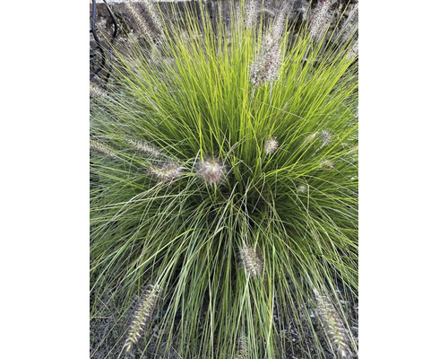 Trávnička v záhrade