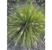 Okrasná tráva s filigránskymi stonkami a dekoratívnymi kvetenstvami v záhrade.