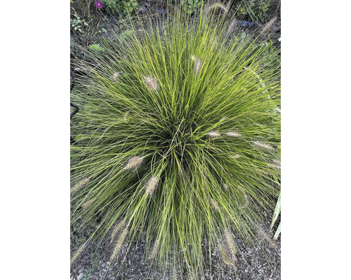 Okrasná tráva s filigránskymi stonkami a dekoratívnymi kvetenstvami v záhrade.