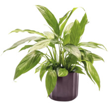 Lopatkovec v kvetináči