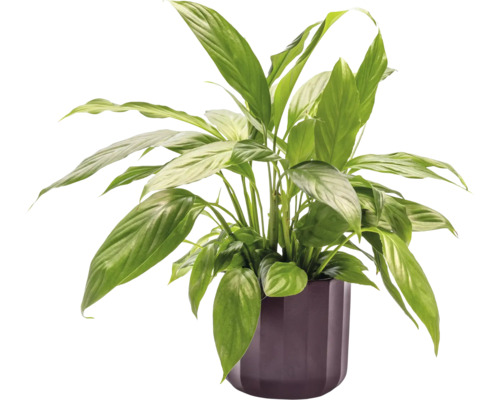 Lopatkovec v kvetináči