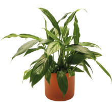 Lopatkovec v kvetináči