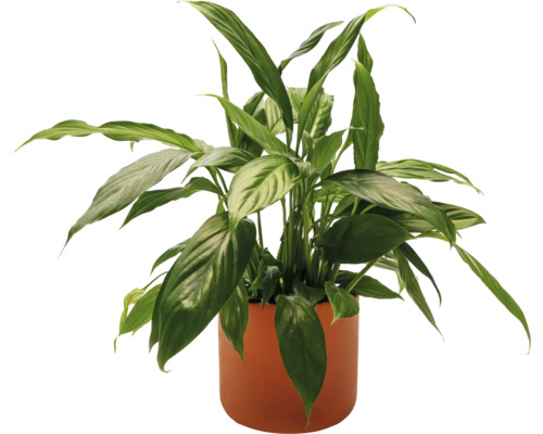 Lopatkovec v kvetináči