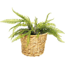 Umelý papraď v košíku