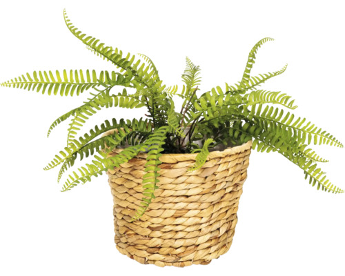 Umelý papraď v košíku