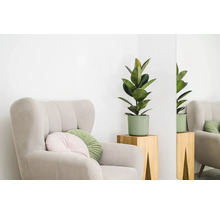 Interiérová scéna s kreslom, vankúšmi a fikusom v kvetináči