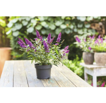 Motýlí ker v kvetináči na drevenom stole v záhrade