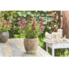 Budleja Davidova v kvetináči na záhradnom stole