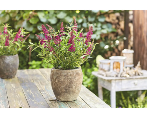 Budleja Davidova v kvetináči na záhradnom stole