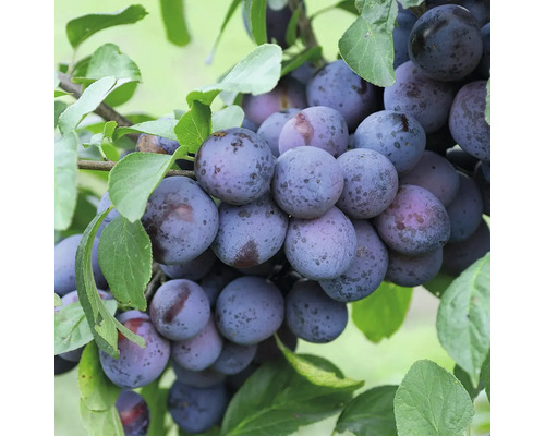 Slivka FloraSelf Bio Prunus 'The Czar' výška kmeňa 35-40 cm celková výška 80-90 cm kvetináč 5 l samoopelivá Slivkový strom so zrelými plodmi a zelenými listami