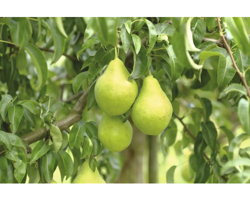 Hrušky na strome