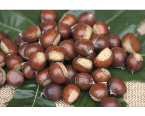 Skupina jedlých gaštanov na liste