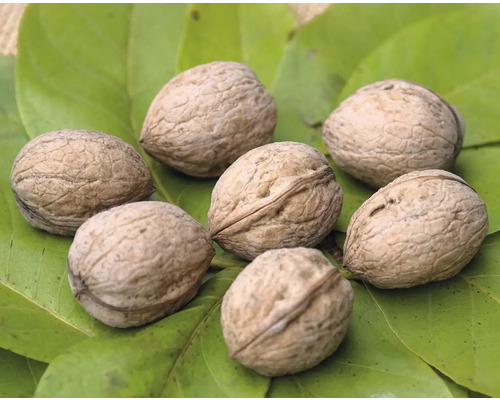 Niekoľko orechov na zelenom liste