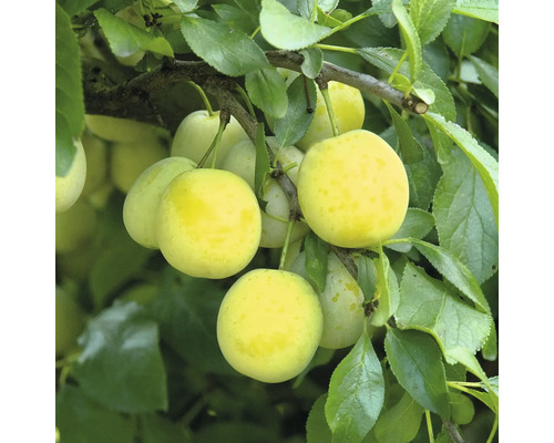 Zrelé mirabelky na konári