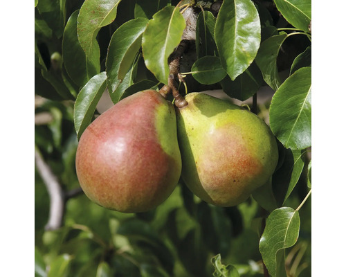 Dve hrušky na strome