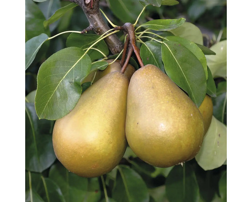 Dve zrelé hrušky visia na konári s listami