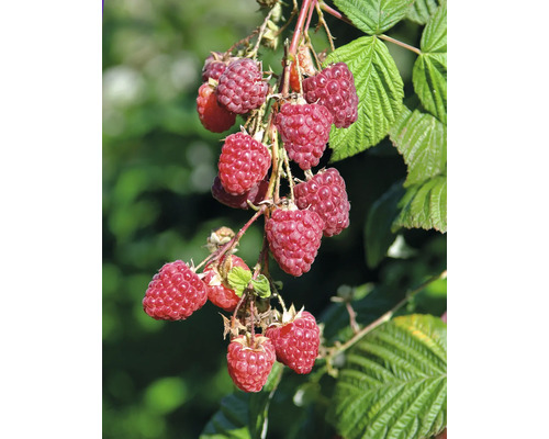 Detailný záber malín na kríku