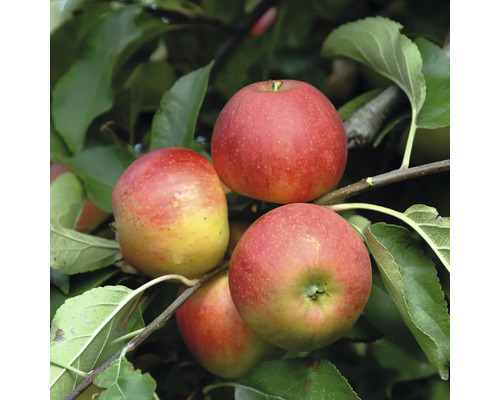 Zrelé jablká na strome so zelenými listami