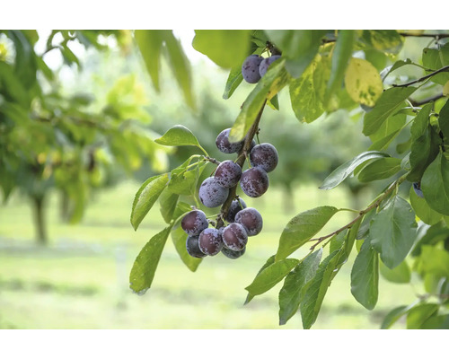 Slivky na vetve s listami