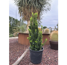 Buxus pestovaný v kvetináči