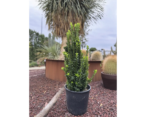 Buxus pestovaný v kvetináči
