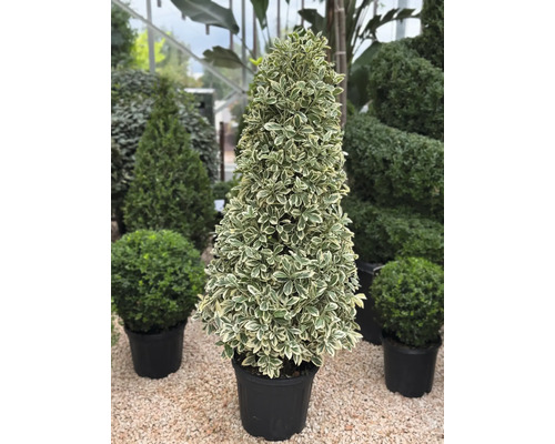 Bradavec v kvetináči kužeľovitého tvaru do záhrady