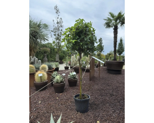 Guľovitý strom v kvetináči na štrkovom podklade