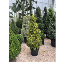 Rôzne tvarované dreviny v kvetináčoch