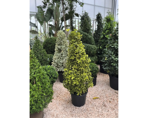 Rôzne tvarované dreviny v kvetináčoch