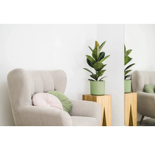 Kreslo s vankúšmi a izbovou rastlinou na odkladacom stolíku