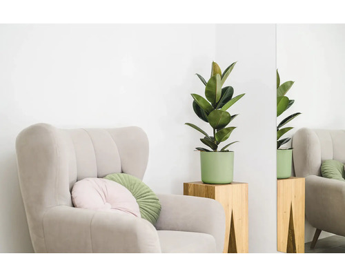 Kreslo s vankúšmi a izbovou rastlinou na odkladacom stolíku