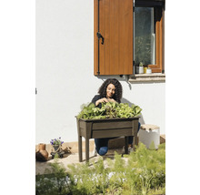 Žena zbiera šalát z vyvýšeného záhona v záhrade.