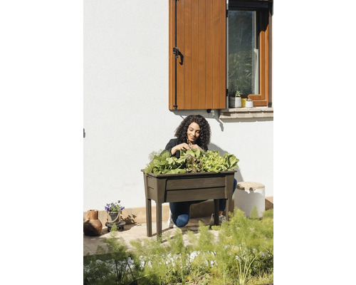 Žena zbiera šalát z vyvýšeného záhona v záhrade.