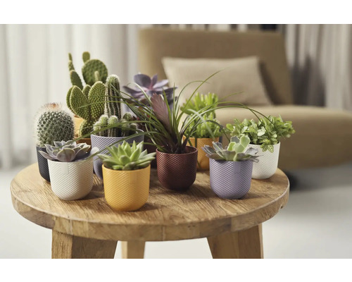 Aranžmán kaktusov a sukulentov v dekoratívnych kvetináčoch na drevenom stole