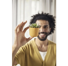 Muž drží malý kvetináč so sukulentom