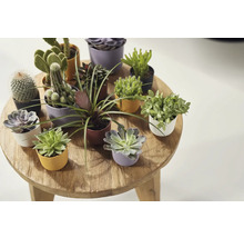 Výber kaktusov a sukulentov v kvetináčoch na drevenom stole