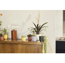 Dekoratívne izbové rastliny v kvetináčoch na drevenej skrini