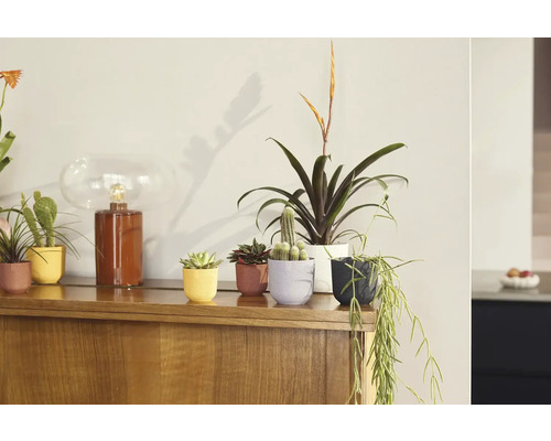 Dekoratívne izbové rastliny v kvetináčoch na drevenej skrini