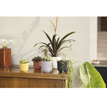 Niekoľko izbových rastlín v kvetináčoch na drevenej skrini.