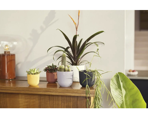 Niekoľko izbových rastlín v kvetináčoch na drevenej skrini.