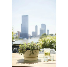 Kvetináč s kvetmi na stole s nápojmi a panorámou mesta v pozadí