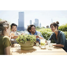 Skupina ľudí sedí pri stole s kvetináčom a nápojmi