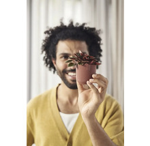 Muž drží hrnkovú rastlinu v ruke