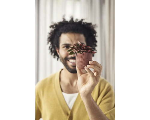 Muž drží hrnkovú rastlinu v ruke