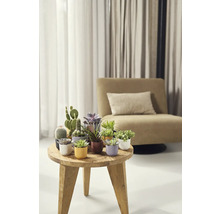 Dekoratívne izbové rastliny na drevenom stole v obývacej izbe.