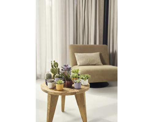 Dekoratívne izbové rastliny na drevenom stole v obývacej izbe.