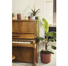 Pohľad na izbu s klavírom, rôznymi izbovými rastlinami a dekoratívnym osvetlením.