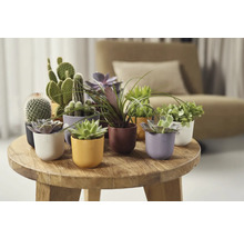 Skupina kaktusov a sukulentov v štruktúrovaných kvetináčoch na okrúhlom drevenom stole