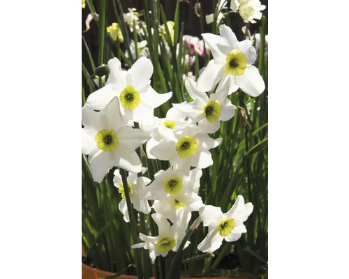 Kvety narcisov v detaile